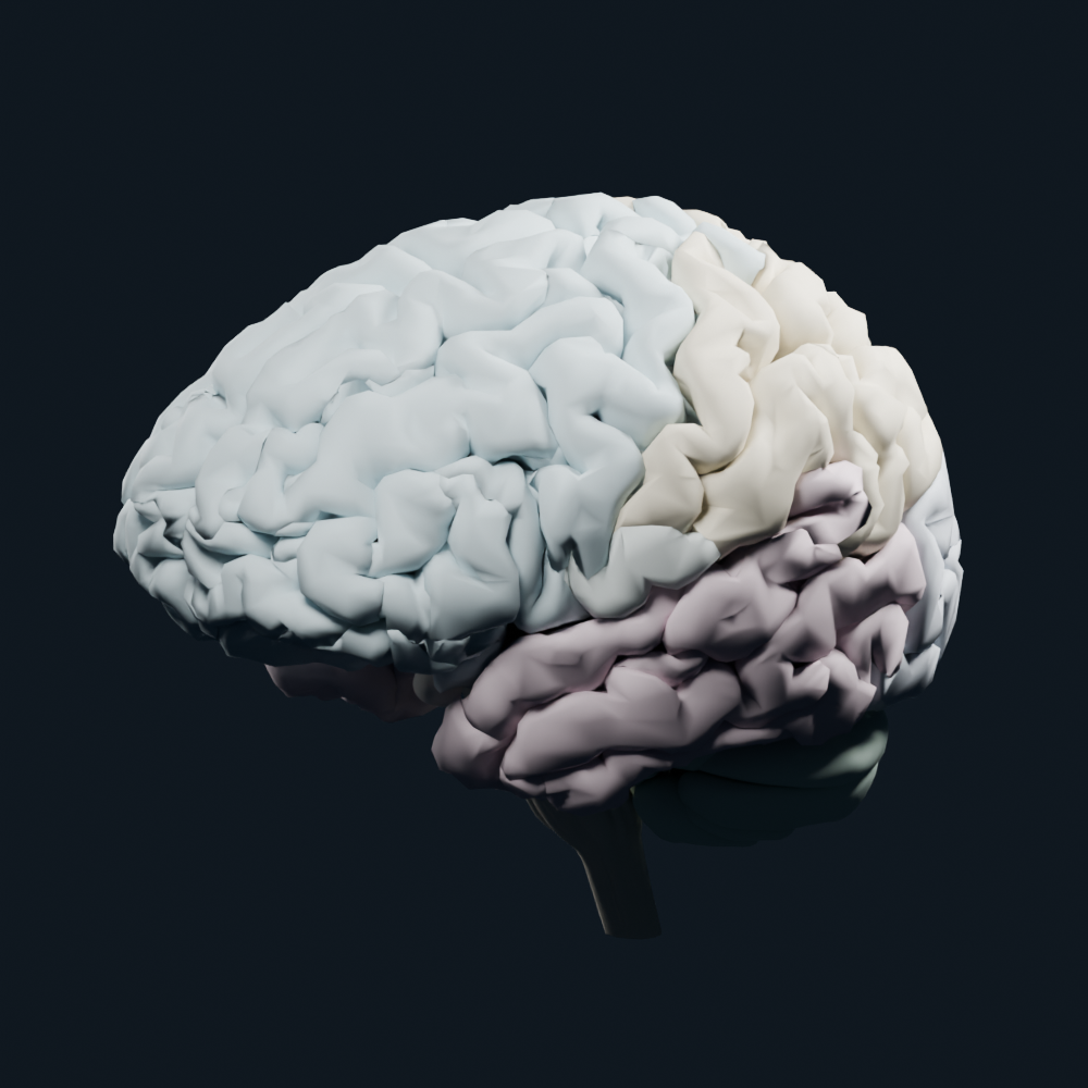 Anatomical reference model of the brain, with recognizable cortex and internal structures.